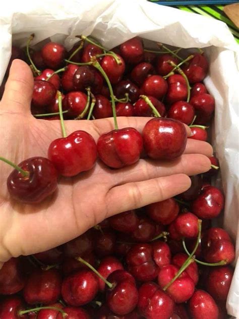 Không được đánh giá cao, nhưng new zealand gây được bất ngờ lớn. Cherry New Zealand - An68 Fruits | Hoa Quả Sạch Bắc Ninh