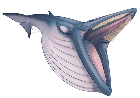 Check out amazing mawshot artwork on deviantart. Whale Mawshot Furaffinity : Meet 3 New Whales 1 3 By ...