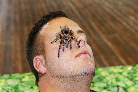 Ein schwerpunkt lag bei dieser ersten forschungsreise neben dem verhalten der spinnen auf der morphologischen arbeit mit den entsprechenden individuen aus den sammlungen des australian museum in sydney. Albstadt: Die größte Spinne der Welt zum Streicheln ...