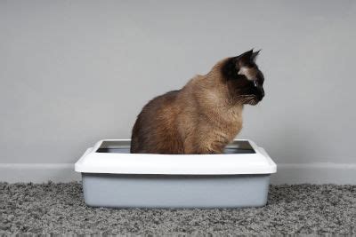 While it used to be popular to use alternatives in order to save money on litter, it's no. 3 Best Rimmed Cat Litter Pans (Great Choice Alternatives ...