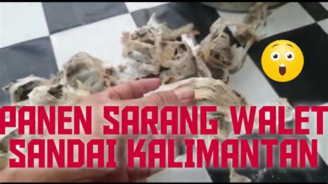 Kandungan kalsium yang terkandung di dalam sarang burung walet juga berguna dalam mencegah terjadinya pengeroposan. PANEN SARANG BURUNG WALET - YouTube