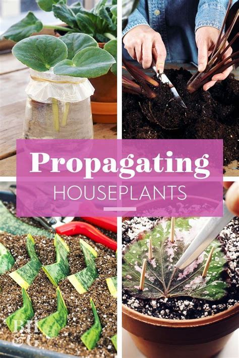 Growing plants from cuttings, also known as propagation, is a technique that gardeners use to grow new plants from older to take cuttings, start by choosing your best and healthiest plants to take cuttings from, since the cuttings will be clones of those plants. Learn All the Simple Ways to Propagate Houseplants Here ...