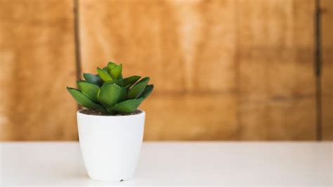 Check spelling or type a new query. 7 Tanaman Hias Mini di Pot Putih Cocok Untuk Meja Kerja