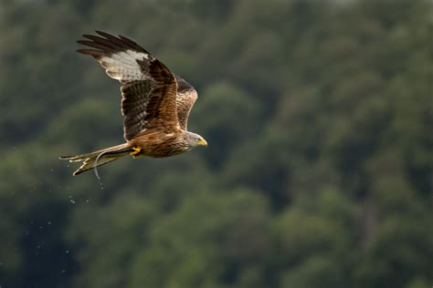 Learn more about the university of milan. Rotmilan mit Beute Foto & Bild | natur, vögel, wildlife ...