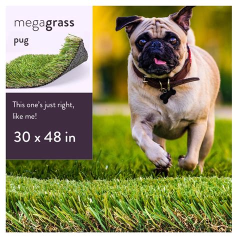 Use the tips in our post to keep your lawn free from of waste and looking great! MegaGrass Pug 30 x 48 in Artificial Grass for Medium Pet ...