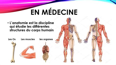 ANATOMIE?LE CORPS HUMAIN? [TUTORAT D'ANATOMIE](PART1) - YouTube