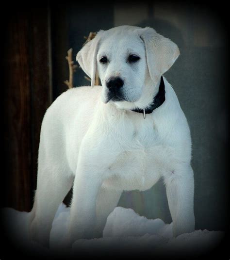 Images include fine detail and aesthetically pleasing scenery. Idaho Lab Breeders I Lab Puppies I Labrador Breeder I ...