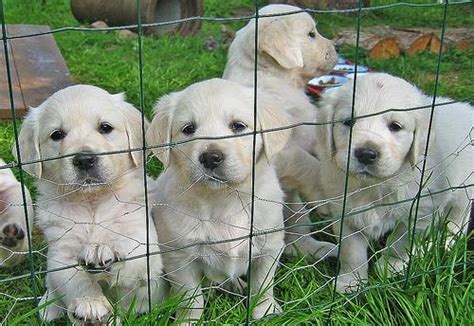 The golden retriever is one of the most popular dogs in america and is a popular breed in many parts of the world. Baby Golden retriever puppies for adoption - Swords ...