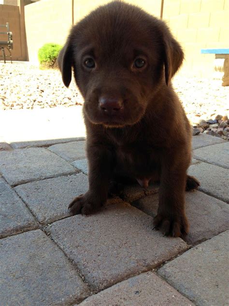 Labradors originated in the late 19th century. Our sweet chocolate lab puppy, Bentley #labradorchocolate | Labrador dog, Labrador retriever ...