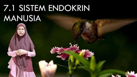 Disusun & disediakan oleh cikgu mohd azhar. E-CLASS: 7.1 SISTEM ENDOKRIN MANUSIA (SAINS TINGKATAN 4 ...
