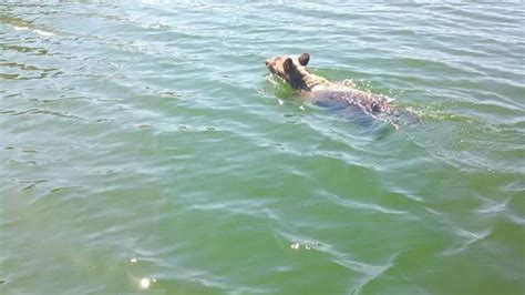 Discount will be applied to current selling price. El Dorado Hills man's morning interrupted by swimming bear ...