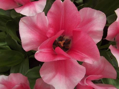 Browse the most recent springdale, arkansas obituaries and condolences. #Pink Flowers Only, made by me