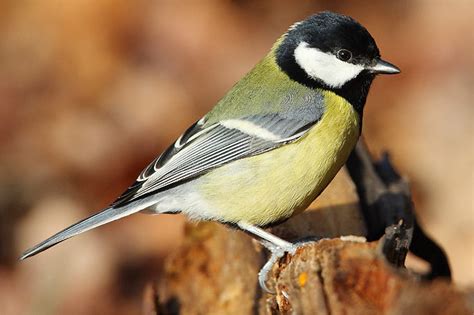 B die gehirnzellen regenerieren sich schneller. Stunde der Wintervögel Ergebnisse 2013 - NABU NRW