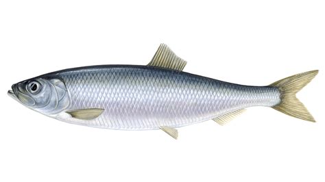 Herring carrying the blue msc label is certified sustainable. HERRINGS | The Fish Market