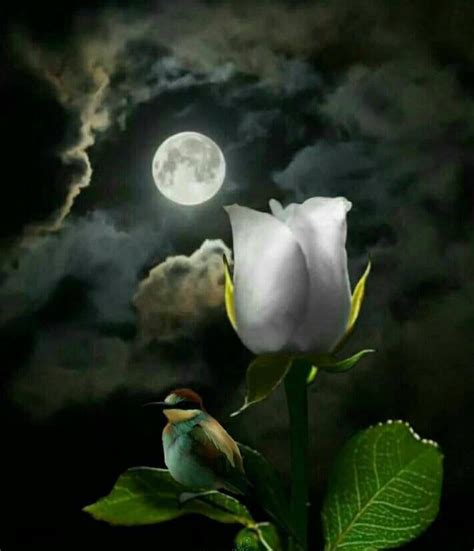 We all admire and cherish the beauty of the moon and it's magnificent glory, it is. Pin by Ramonita on *|*Magical Garden*|* | Beautiful moon ...