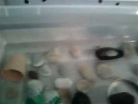 They eat all sorts of foods and in the wild they take algae, plankton and small insects. My rosy red minnows - YouTube