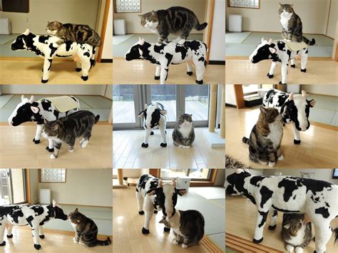 Cow cat collar with cow jingle bell breakaway cat collar | etsy. Cat & Cow | Animals, Cute animals, Terrier