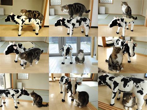 The loveable rescue chonk that has no idea he's actually a cat! Cat & Cow | Animals, Cute animals, Terrier