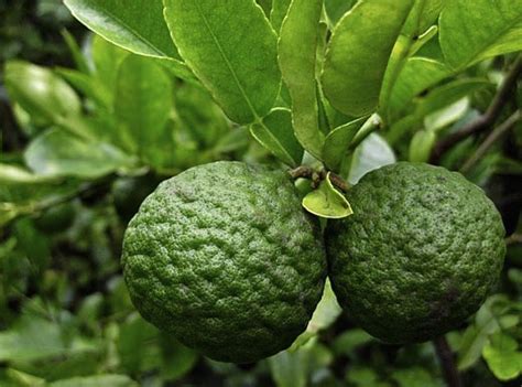 Try it in your next fruit salad with pineapple and mango, or muddle it into a glass of lemonade, iced tea, or water for a burst of fresh fruity flavour. Edible Brisbane - Free Fruit & Herbs in Public Spaces ...