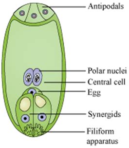 Other articles where embryo sac is discussed: what are synergids and antipodal cells how are connected ...