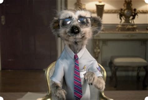 Meet the Team | Compare the Meerkat