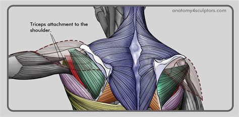 Microscopic anatomy of skeletal muscle. http://thefuturelab.org/2011/02/01/716/#jp-carousel-725 | Anatomy for artists, Human anatomy