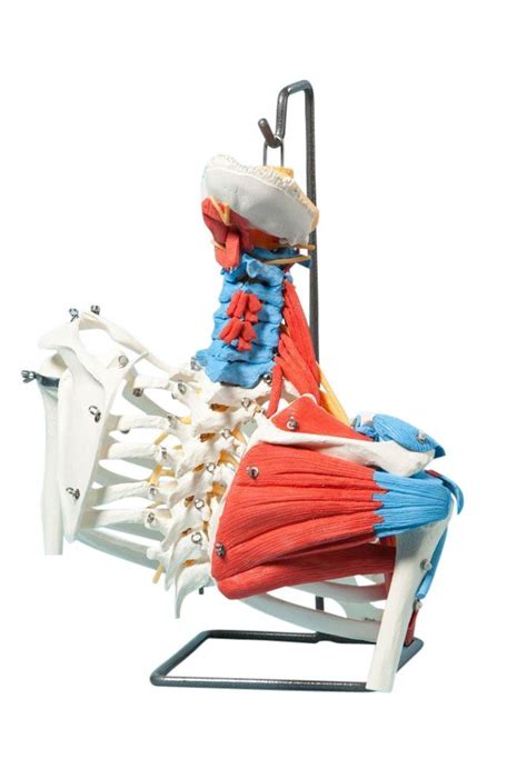 A nyone who understands the function of a bellows or an accordion will soon grasp the anatomy of the thorax, commonly known as. Muscled Flexible Upper Torso Model | Torso, Muscular ...