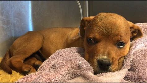 Everything was designed with small livestock in mind. Shelter seeks answers after severely injured puppy found ...