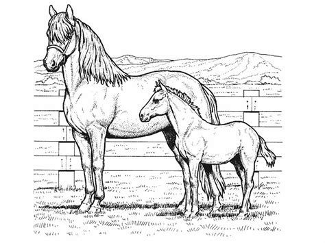 While coloring, provide your child with simple information about the horses, like the distinguishing characteristics and things they do. Free Free Printable Realistic Horse Coloring Pages ...