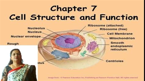 Class viii ncert science text book chapter 8 cell structure and functions is given below. CELL PART-1 NCERT CLASS 9th - YouTube