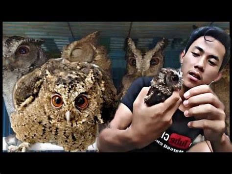 Burung ini termasuk golongan burung buas ( karnivora , pemakan daging) dan merupakan hewan malam ( nokturnal ). Suara Burung Celepuk Jawa - Download Suara Burung Hantu ...