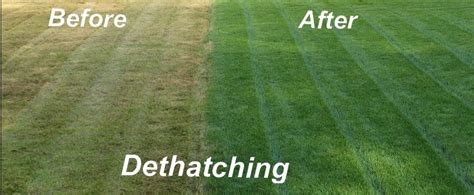 I've read in a few different places that dethatching isn't neccessary aerating will help with thatch. Practical Methods Fix A Dead Lawn (2019) | Reviews Root