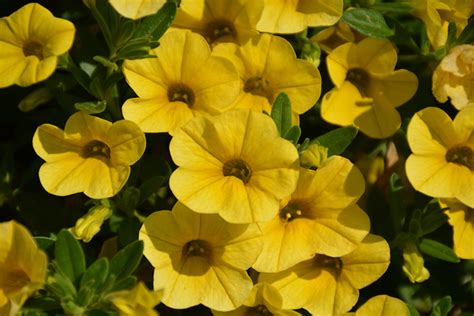 Shirley retired as the executive di Superbells® Yellow Calibrachoa (Calibrachoa 'Superbells ...