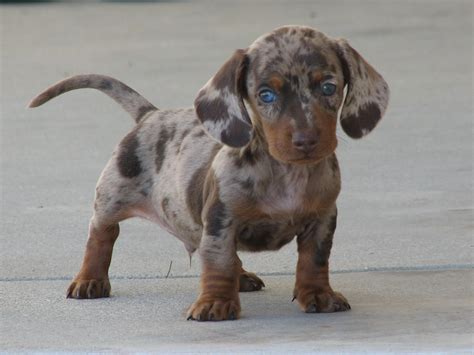 Or, even better, check out pet finder and get ourself a rescue doxie! Dachshund Dog: April 2012