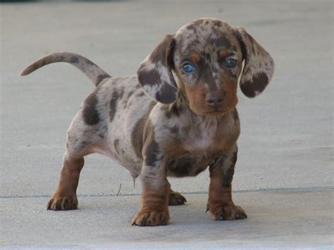 The dapple dachshund is a dachshund dog who has a particular pattern of spotting on its coat. Dachshund Dog: April 2012