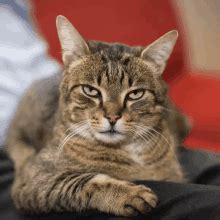 Brought to you by xxxbunker.com. Cat Middle Finger GIFs | Tenor