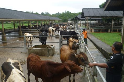 Institut veterinar malaysiacollege, 6 km southwest. cikgu anept: lawatan ke Institut Veterinar Kluang