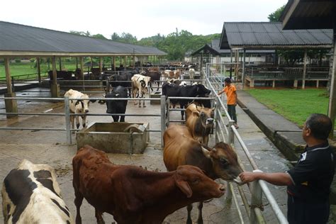 Institut veterinar malaysiacollege, 6 km southwest. cikgu anept: lawatan ke Institut Veterinar Kluang