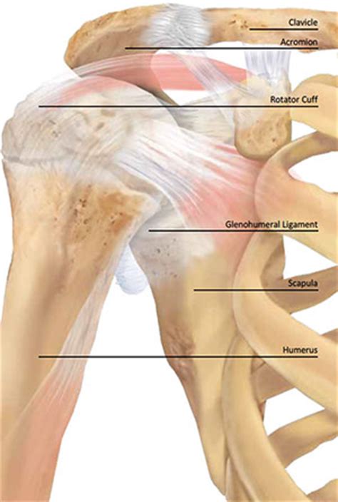 Maybe you would like to learn more about one of these? Anatomy & function of the shoulder | Move To Motion