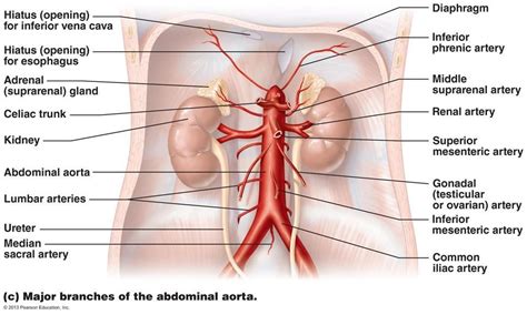 Blood vessels are an integral component of the circulatory system. Image result for the cardiovascul system arteries and ...