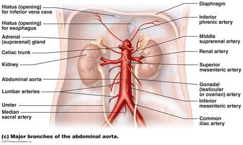 • briefly describe the structure of arteries, veins and capillaries. Image result for the cardiovascul system arteries and ...