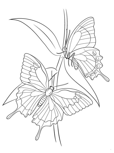 Mewarnai gambar sketsa kupu kupu cantik terbaru kataucap. Gambar Sketsa Kupu Kupu Cantik - Flower Butterfly Coloring ...
