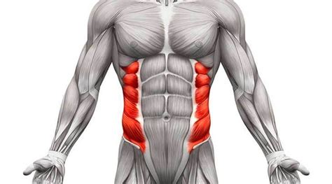 Maybe you would like to learn more about one of these? Abdominal Oblique Muscles: Functional Anatomy Guide ...