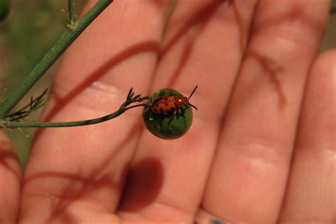 Japanese beetles (popillia japonica) are small insects that carry a big threat. Pea Weevil, Asparagus Beetle, and Millipedes - IPM Pest ...