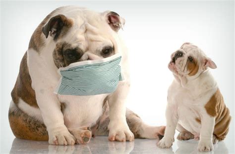 No cat likes to throw up, and no owner likes it when the cat throws up. 23 Useful Home Remedies for Kennel Cough in Dogs and Cats
