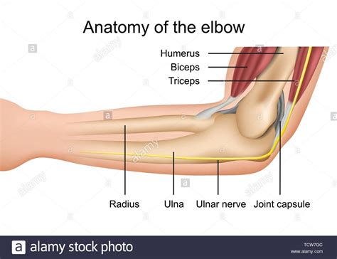 Ellenbogen heißen folgende geographische objekte: Ellenbogen Anatomie Stockfotos und -bilder Kaufen - Alamy