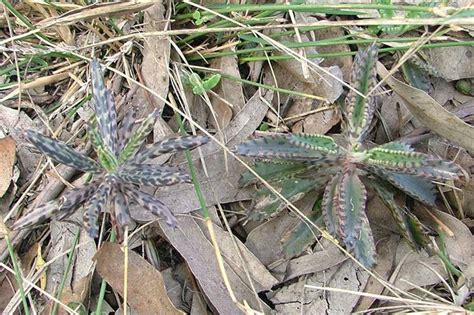 Mother of millions possesses a. Factsheet - Bryophyllum delagoense (Mother-of-millions)