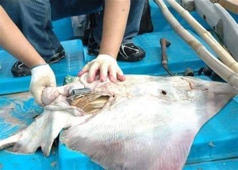 Di kalangan penggemar, ikan cupang umumnya terbagi atas tiga golongan, yaitu cupang hias, cupang aduan, dan cupang liar. Miris! Perut Bangkai Ikan Pari Ini Berisi Berbagai Sampah