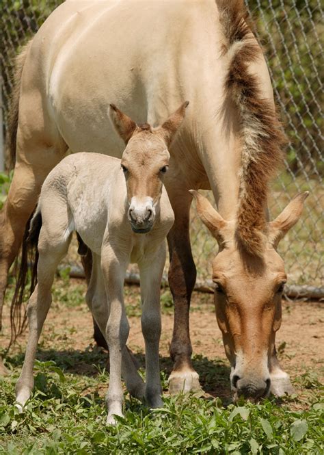 Some animals are on the verge of extinction. Animal A Day!: Przewalski's Horse