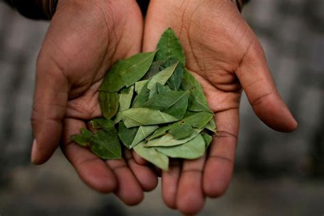 Here's a bit of history: Coca leaf is taking ground in top restaurants' menus